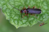 Cantharis flavilabris