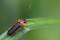 Cantharis flavilabris