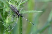 Agapanthia villosoviridescens