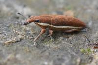 Lixus ochraceus