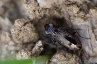 Notiophilus