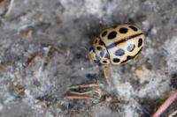 Tytthaspis sedecimpunctata