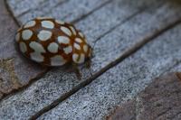 Sospita vigintiguttata