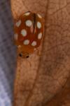 Vibidia duodecimguttata