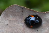 Adalia decempunctata