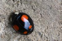 Harmonia axyridis