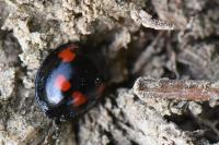 Exochomus quadripustulatus