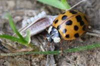 Harmonia axyridis
