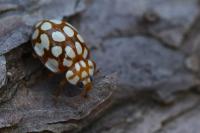 Sospita vigintiguttata