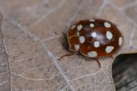 Calvia quatuordecimguttata