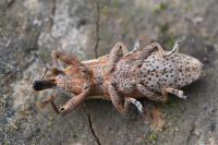 Lixus ochraceus