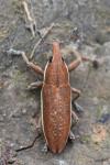 Lixus ochraceus