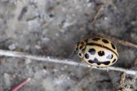 Tytthaspis sedecimpunctata