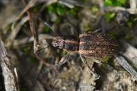 Andrion regensteinense