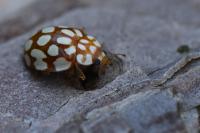 Sospita vigintiguttata