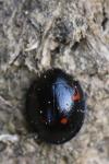 Exochomus quadripustulatus