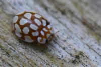 Sospita vigintiguttata