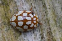 Sospita vigintiguttata