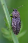 Agrypnus murinus