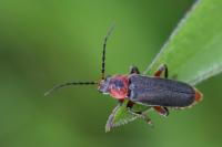 Cantharis rustica