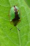 Cassida vibex