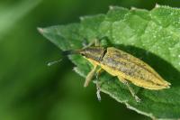 Lixus iridis