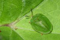 Cassida viridis