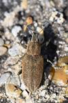 Tanymecus palliatus