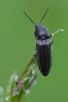 Cidnopus pilosus
