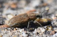 Tanymecus palliatus
