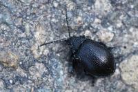 Galeruca tanaceti