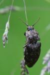 Agrypnus murinus
