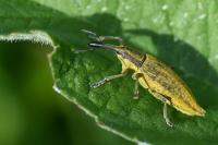 Lixus iridis