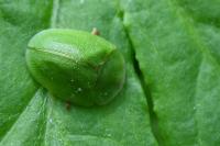 Cassida viridis