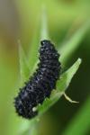 Galeruca tanaceti