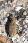 Tanymecus palliatus