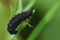 Galeruca tanaceti