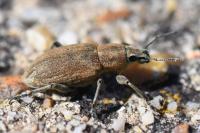 Tanymecus palliatus