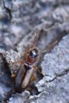 Demetrias atricapillus