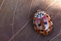 Harmonia quadripunctata