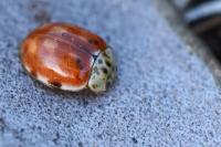 Harmonia quadripunctata