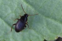 Choleva