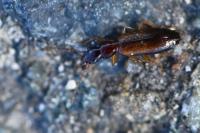 Paradromius linearis