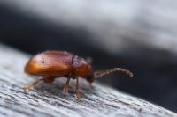 Neocrepidodera
