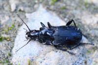 Abax parallelepipedus