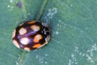 Adalia decempunctata