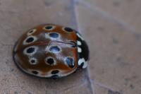 Anatis ocellata