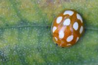 Calvia decemguttata