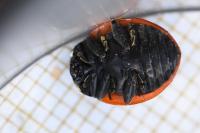 Coccinella septempunctata