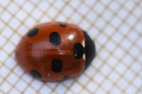 Coccinella septempunctata